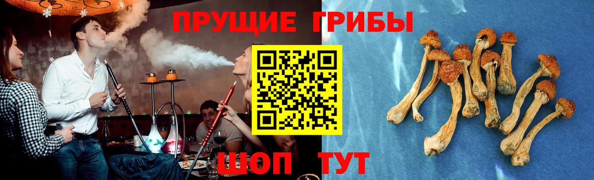Псилоцибиновые грибы Psilocybe Снежинск
